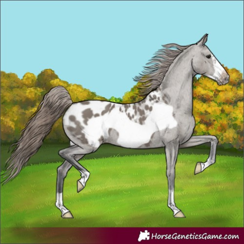 Horse Color:Grullo Frame Blanket 