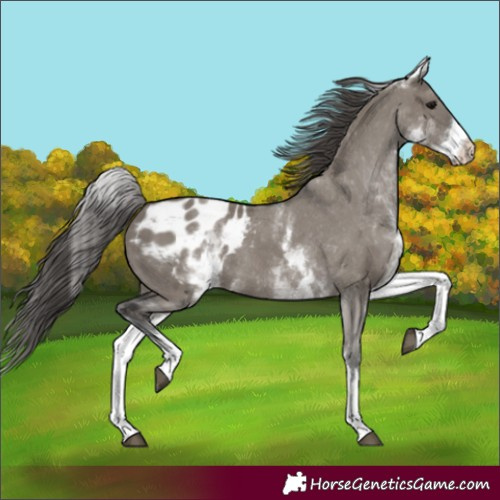 Horse Color:White Spotted Grullo Appaloosa Rabicano 