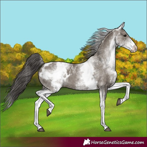 Horse Color:White Spotted Grullo Blanket 
