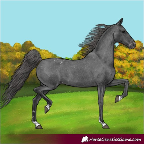 Horse Color:Black Appaloosa 