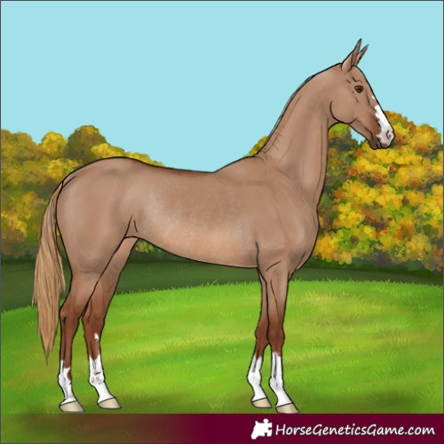 Horse Color:Red Dun Rabicano 
