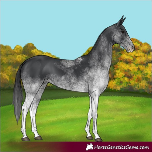 Horse Color:White Spotted Black 