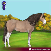 Horse Color:Amber Champagne Sabino 