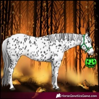 Horse Color:Black Leopard 
