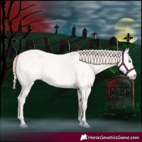Horse Color:Perlino Roan Dun 