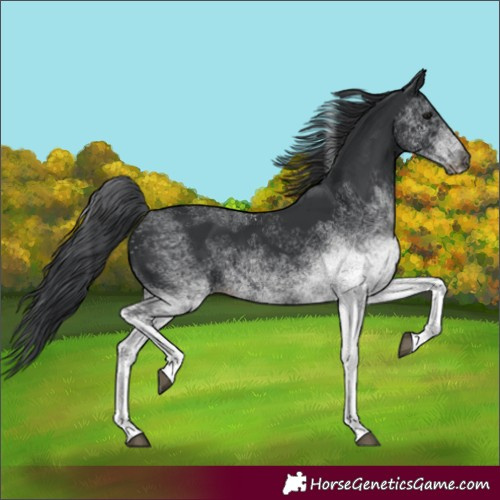 Horse Color:White Spotted Black Tobiano 