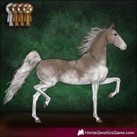 Horse Color:White Spotted Silver Black