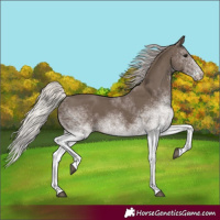 Horse Color:White Spotted Silver Black 