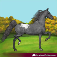 Horse Color:Black Blanket 