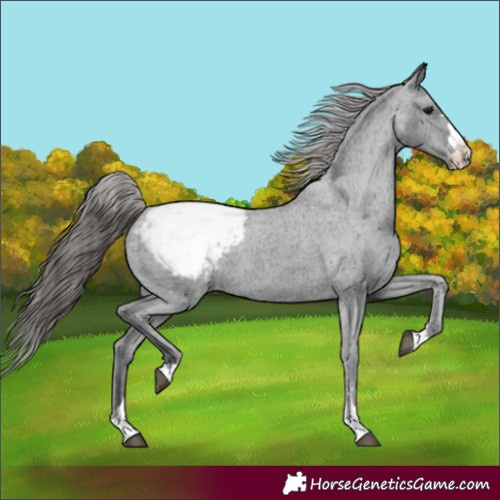 Horse Color:Black Appaloosa 