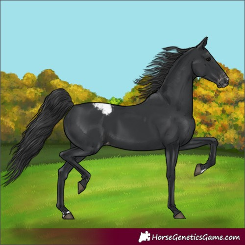 Horse Color:Black Appaloosa 