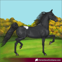 Horse Color:Black Appaloosa