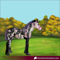 Horse Color:Gray Void Watercolor Plaid  White Spotted Bay Ice Onyx Tobiano Appaloosa 