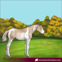 Horse Color:White Spotted Chocolate Palomino Pearl Tobiano Rabicano 