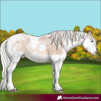 Horse Color:Powder White Silver Brown Snowdrop Pearl Dun Splash Tobiano Rabicano 