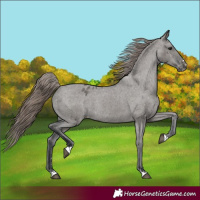Horse Color:Grullo Varnish Rabicano 