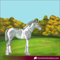 Horse Color:Silver Black Chinchilla Ice Tobiano 