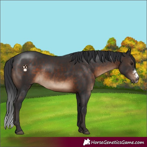 Horse Color:Brown Sabino 