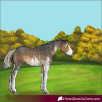 Horse Color:Gray White Spotted Silver Buckskin Rabicano 