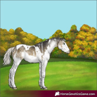 Horse Color:White Spotted Silver Buckskin Mushroom Splash Tobiano Rabicano