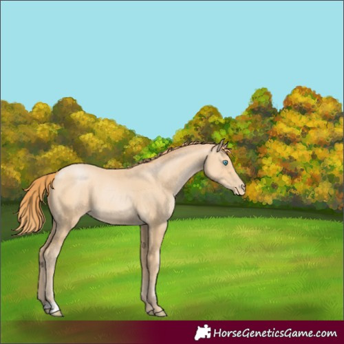 Horse Color:Buckskin Pearl 