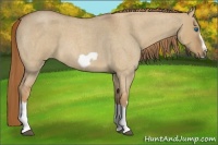 Horse Color:Red Dun Roan Splash Frame Rabicano