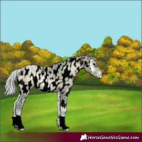 Horse Color:Gray Void Watercolor Silver Brown Ice Pearl Onyx Appaloosa 