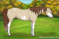 Horse Color:Red Dun Roan Splash Frame Rabicano Brindle