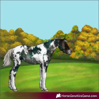 Horse Color:White Spotted Silver Blue Onyx Ice Tobiano