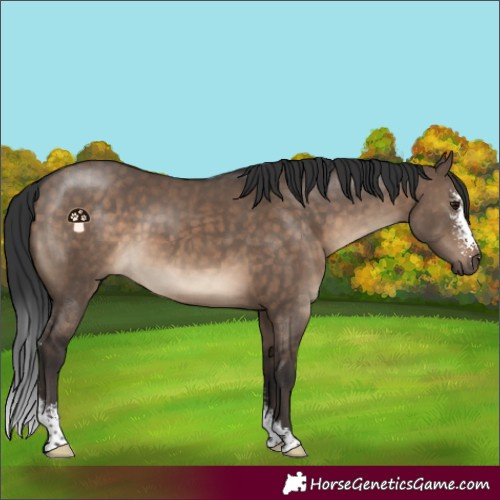 Horse Color:Brown Dun Sabino 