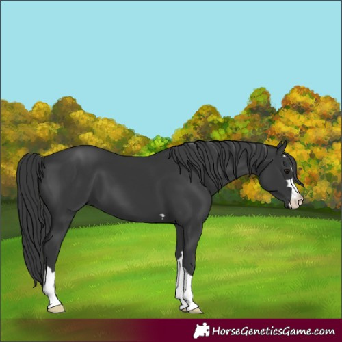 Horse Color:Black 