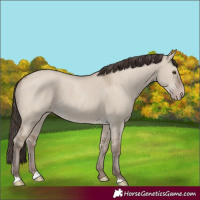 Horse Color:Classic Champagne Dun