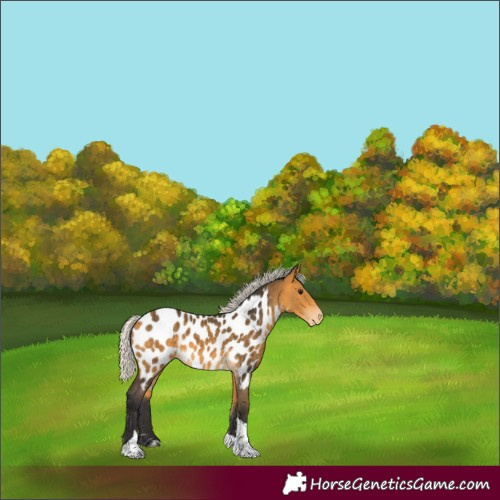 Horse Color:Unknown 