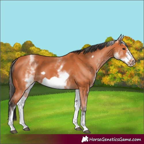 Horse Color:White Spotted Bay Frame