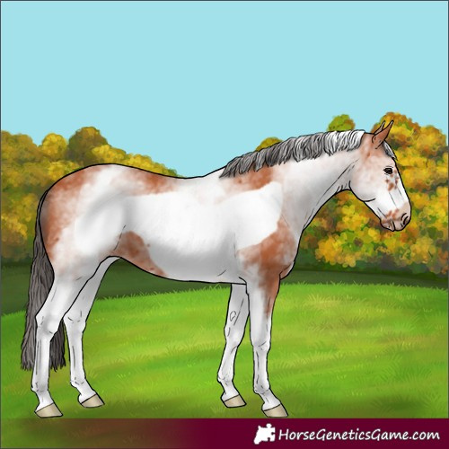 Horse Color:White Spotted Bay Frame
