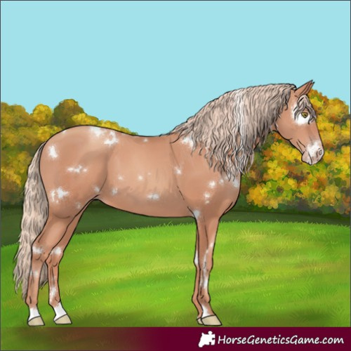 Horse Color:White Spotted Gold Champagne 