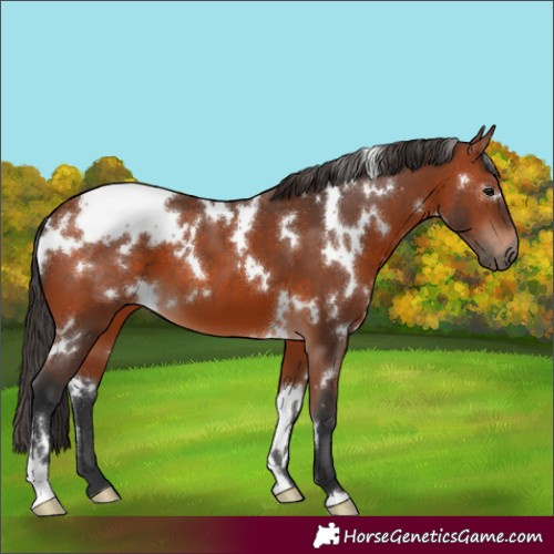 Horse Color:White Spotted Bay 