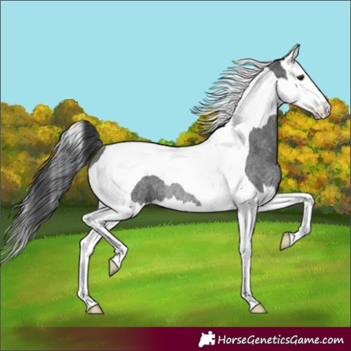 Horse Color:Blue Roan Splash Tobiano Rabicano 