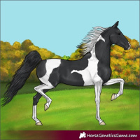 Horse Color:Black Tobiano 