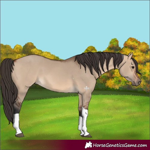 Horse Color:Bay Dun Tobiano 