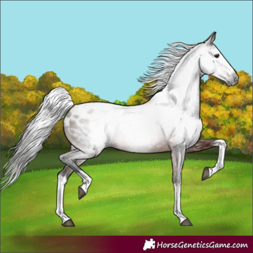 Horse Color:Gray Bay Splash Blanket 