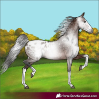 Horse Color:Gray Bay Splash Appaloosa