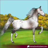 Horse Color:Gray Bay Splash Appaloosa 
