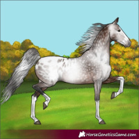 Horse Color:Gray Bay Splash Appaloosa 