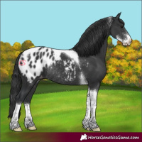 Horse Color:Black Sabino Tobiano Blanket Rabicano