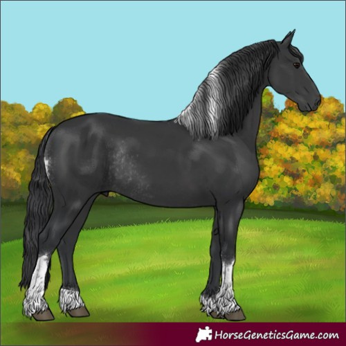 Horse Color:Black Tobiano Rabicano 