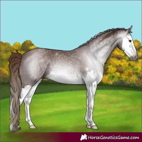 Horse Color:Gray Chestnut Splash 