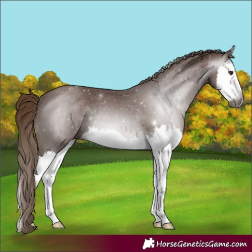 Horse Color:Gray Chestnut Splash 