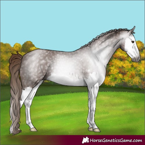 Horse Color:Gray Chestnut Splash 