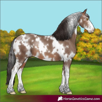 Horse Color:White Spotted Sable Champagne Sabino